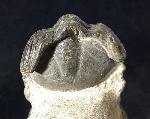 Reedops cephalotes hamalagdadianus ALBERTI 1983 - Bild © FossNet FossilienStore